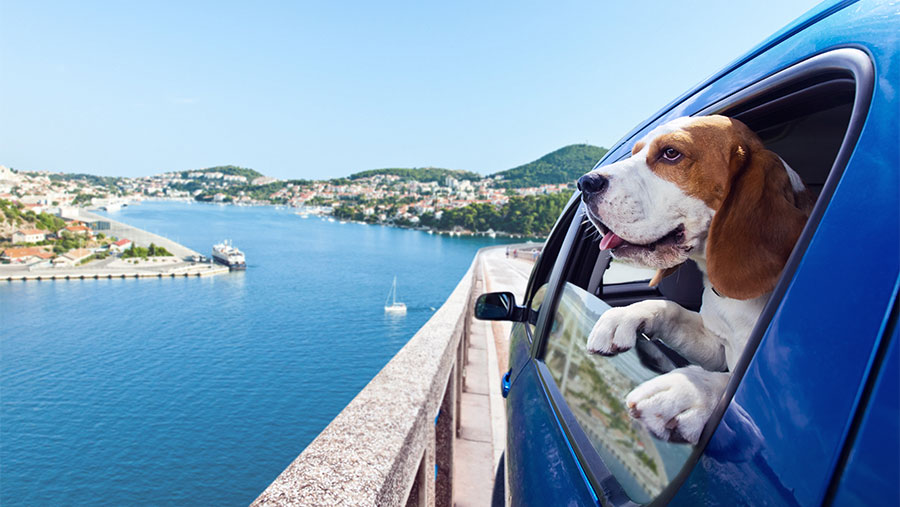 Dog sticking his head out the car window